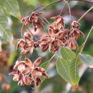 Cedru Chinezesc-Toona Sinensis