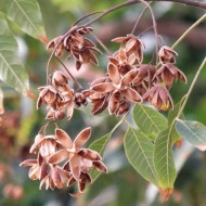 Cedru Chinezesc-Toona Sinensis - Img 7
