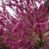 Cercis siliquastrum-Arborele Iudei - Img 2