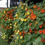 Condurasi Trailing Mixed