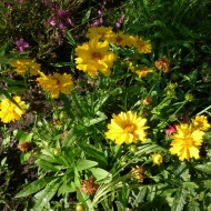 Coreopsis grandiflora Early Sunrise