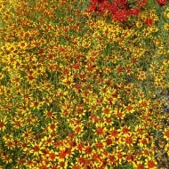 Coreopsis tinctoria Mardi Gras - Img 3
