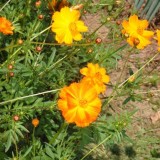 Cosmos bipinnatus Bright Lights