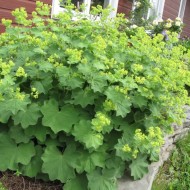 Creţişoara-Alchemilla Vulgaris