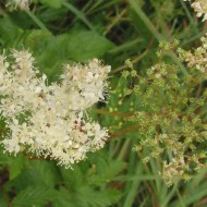 Creţușca-Filipendula ulmaria