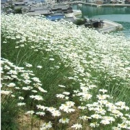 Crizantema sălbatică-Tanacetum cinerariifolium - Img 1
