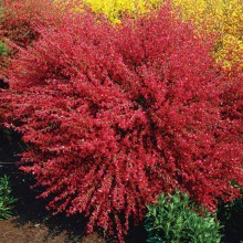 Cytisus Boskoop Ruby - Img 4