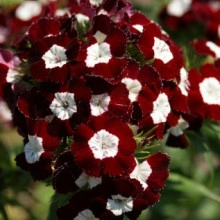 Dianthus barbatus-Garoafa turceasca Heimatland - Img 1