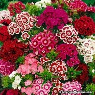 Dianthus barbatus-Garoafa turceasca