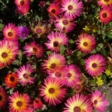 Dorotheanthus bellidiformis-Floare de cristal - Img 1
