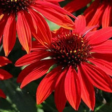 Echinacea Lakota red