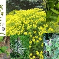 Euphorbia Lathyris-Planta Anticartita - Img 4