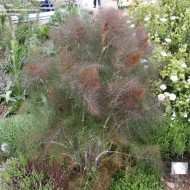 Fenicul Purpureum-Bronze fennel