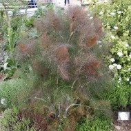 Fenicul Purpureum-Bronze fennel - Img 2