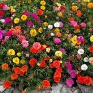 Flori de piatra-Portulaca Grandiflora