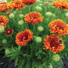 Gaillardia Fanfare Blaze - Img 2