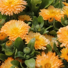 Galbenele-Calendula Off.Apricot Beauty - Img 2