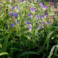 Gentiana Dahurica - Img 2