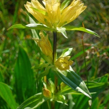 Gentiana Punctata - Img 3