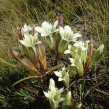 Gentiana Straminea - Img 3