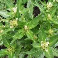 Gentiana Tibetica - Img 4