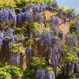 Glicina mov-Wisteria floribunda - Img 3