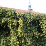 Hamei-Humulus lupulus