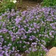Iarba cu ochi albastri-Sisyrinchium Angustifolium - Img 4