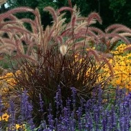 Iarba decorativa Pennisetum Setaceum Rubrum - Img 8