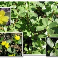 Iarba grasă-Portulaca oleracea