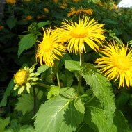 Iarbă mare-Inula helenium