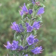 Iarba Sarpelui-Echium vulgare - Img 7