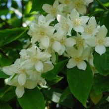 Iasomie-Philadelphus Coronarius