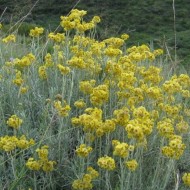 Imortela-Helichrysum italicum