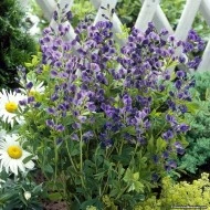 Indigou Salbatic-Baptisia Australis - Img 3
