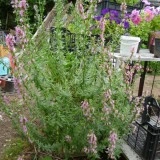Isop roz-Hyssopus officinalis - Img 2