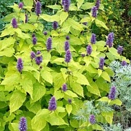 Korean mint-Agastache rugosa Golden Jubilee - Img 4