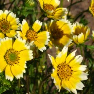 Layia Platyglossa