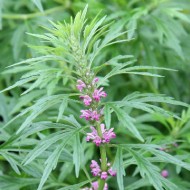 Leonurus Japonicus-Yi Mu Cao