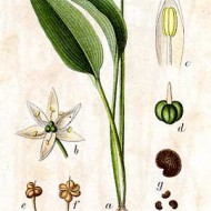 Leurda-Usturoi salbatic
