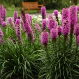 Liatris spicata