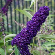 Liliac de vara-Buddleja Davidii Black Knight