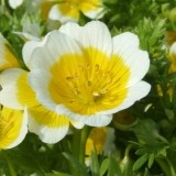 Limnanthes douglasii