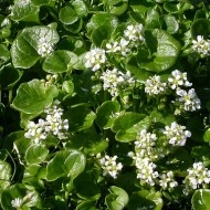 Lingureaua-Cochlearia officinalis - Img 3