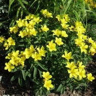 Linum flavum Compactum-In decorativ galben