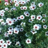 Linum grandiflorum Bright Eyes-In decorativ alb