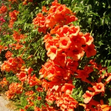 Luleaua Turcului-Campsis Radicans - Img 5