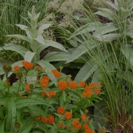 Lumanarica-Verbascum thapsus