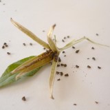 Luminita noptii-Oenothera biennis L