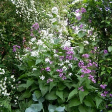 Lunaria Annua mix - Img 5